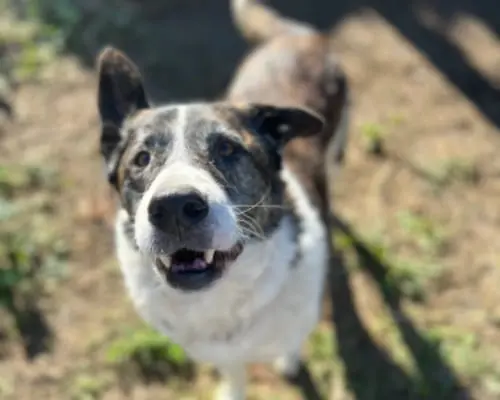 Adotta il cane Fiocco a Roma