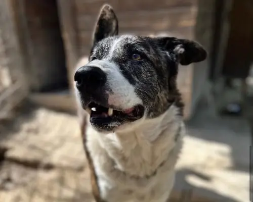 Adotta un cane, taglia grande, maschio, Roma