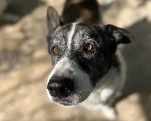 Adotta un cane, maschio, 8 anni e 8 mesi, Roma