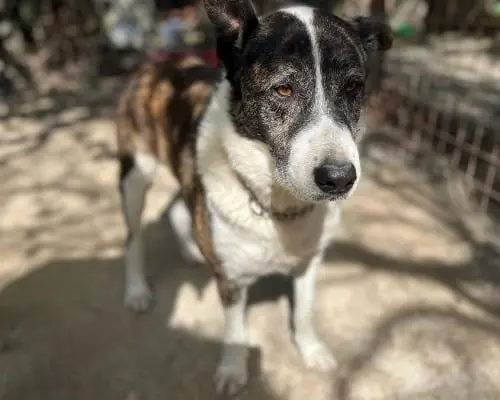 Vuoi adottare un cane a Roma?