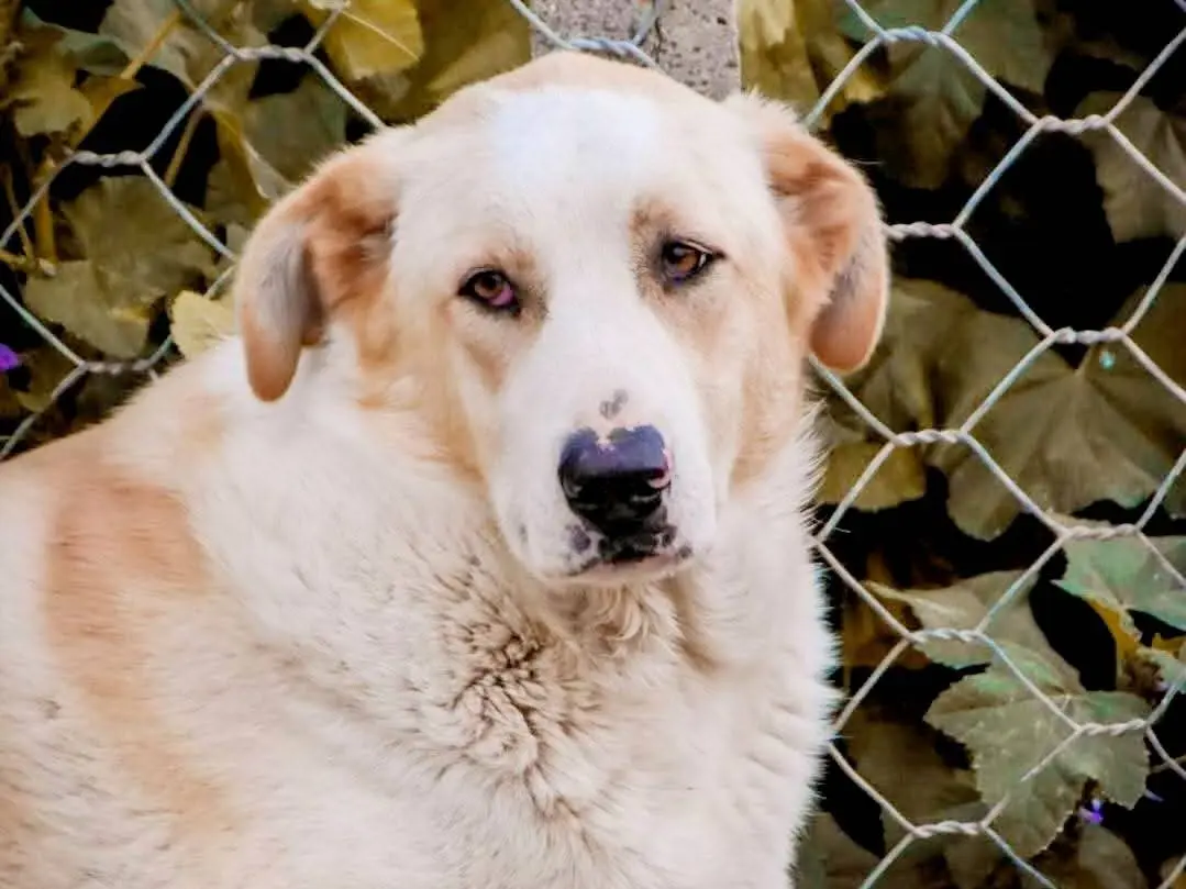 Adozione cane, maschio, Razza sconosciuta Razza sconosciuta, 4 anni, taglia grande, Crotone