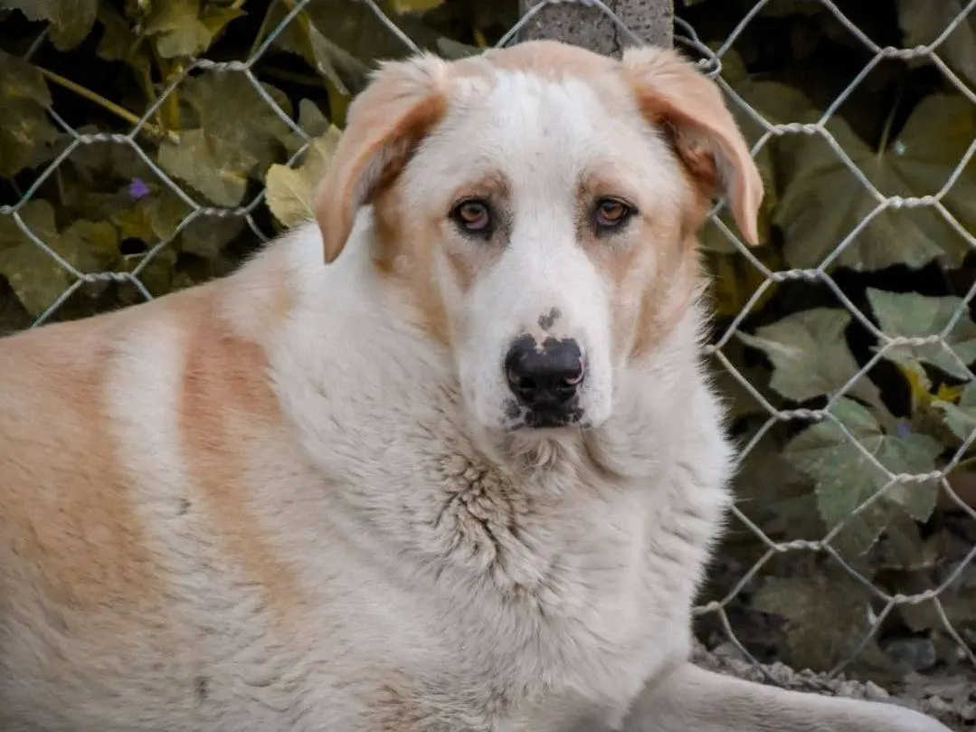 Adotta un cane, maschio, 4 anni, Crotone