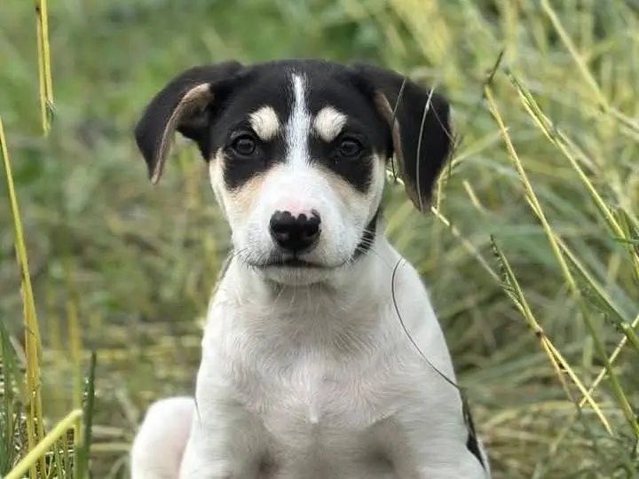 Adozione cane, maschio, Razza sconosciuta Razza sconosciuta, 11 mesi, taglia media, Siracusa