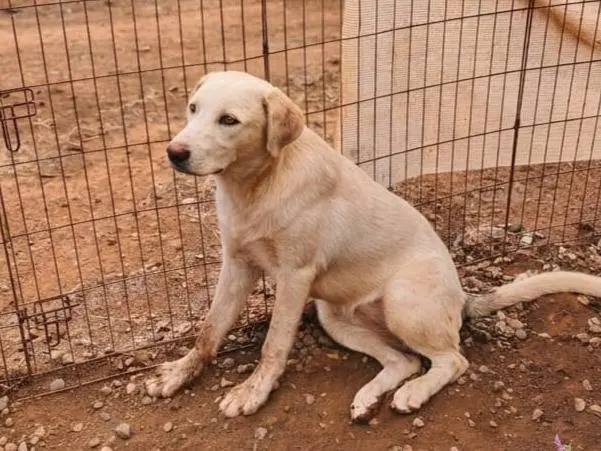 Foto 3 dell'animale