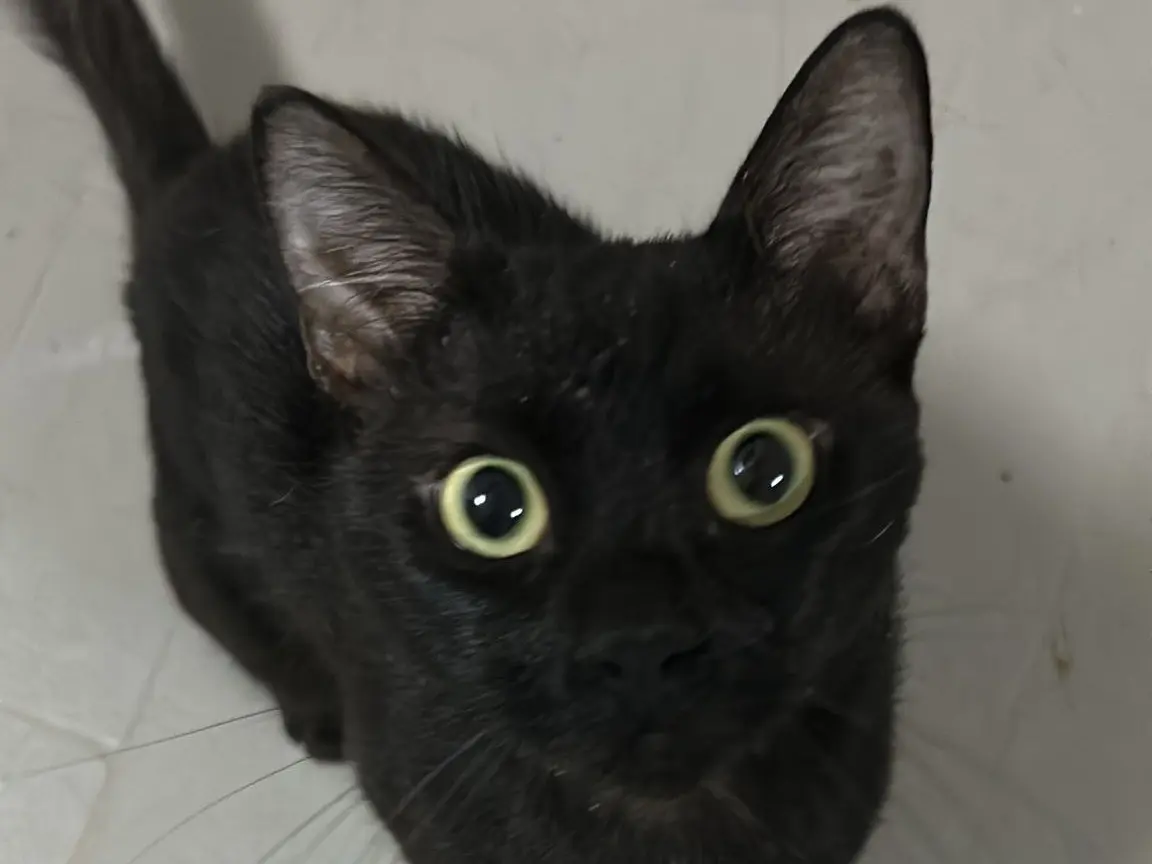 Adozione gatto, maschio, Razza sconosciuta Razza sconosciuta, 2 anni e 6 mesi, taglia non valida, Bari