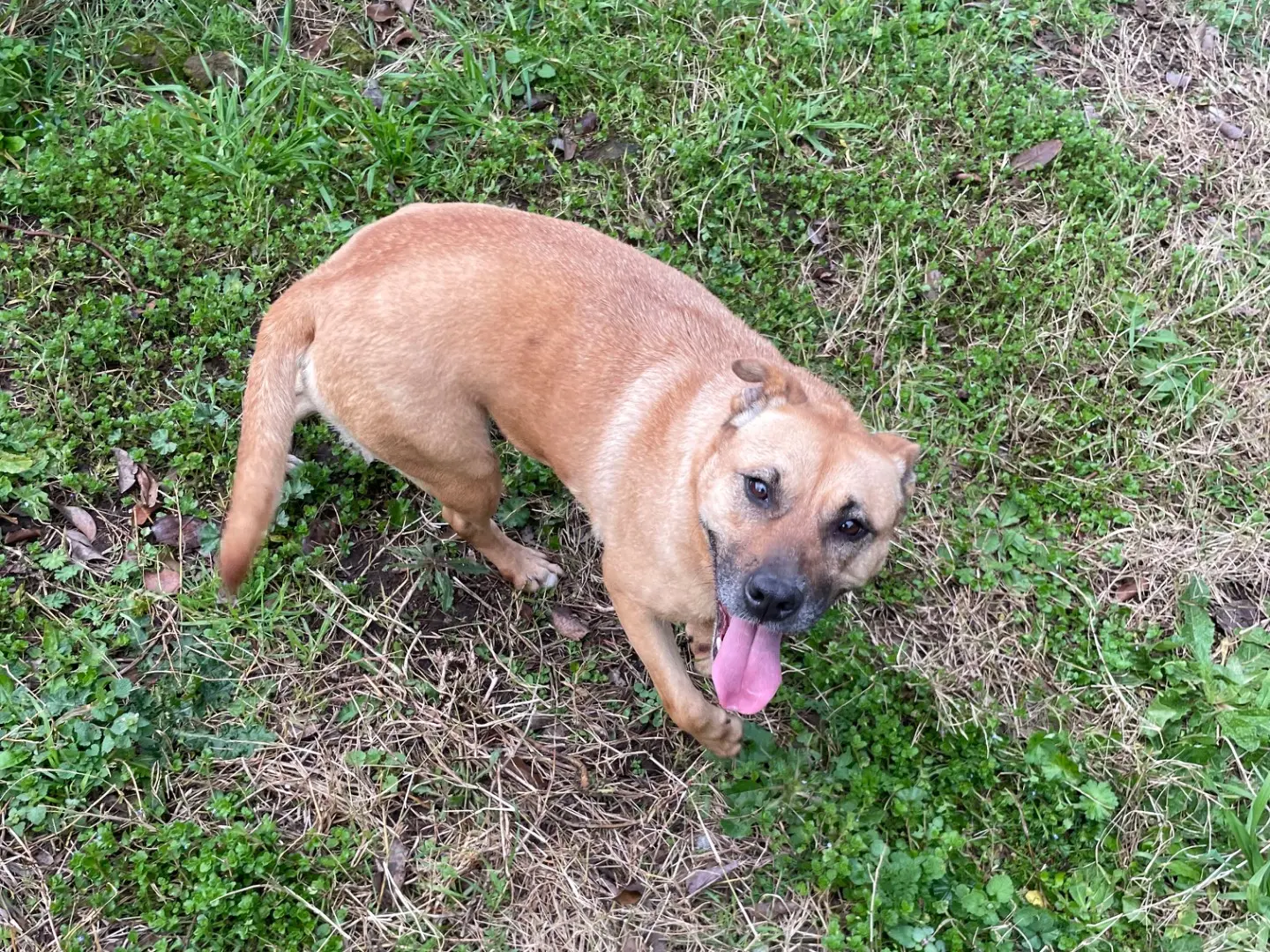 Adozione cane, femmina, Razza sconosciuta Razza sconosciuta, 6 anni e 8 mesi, taglia media contenuta, Latina