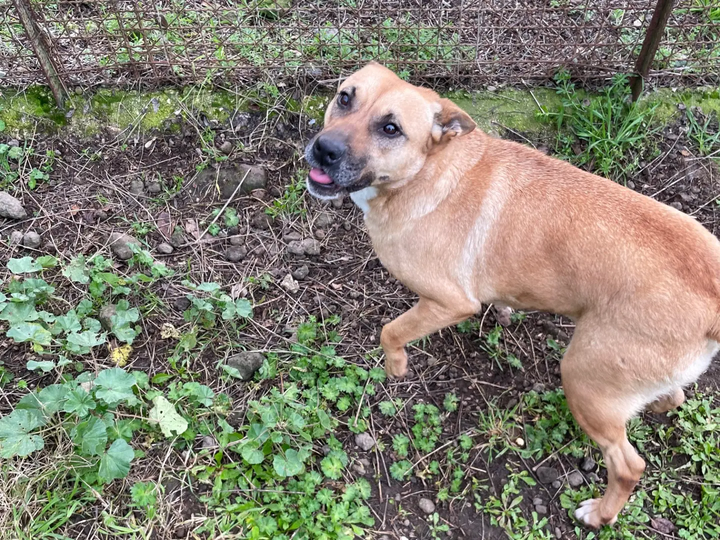 Adotta un cane, taglia media contenuta, femmina, Latina