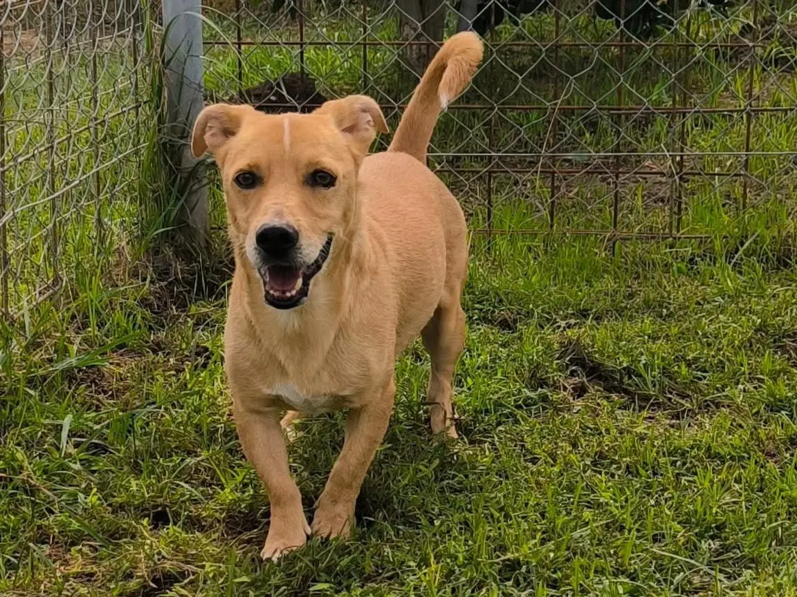 Adozione cane, maschio, Bassotto Razza sconosciuta, 7 anni e 1 mese, taglia piccola, Cosenza