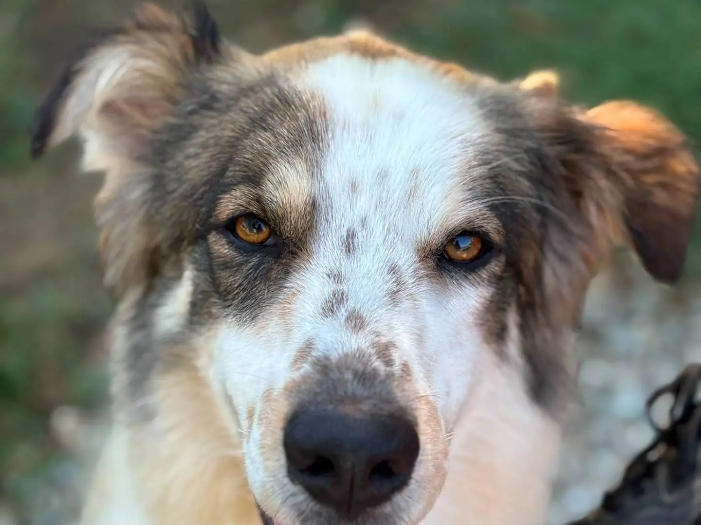 Adotta un cane, maschio, 3 anni e 9 mesi, Pisa