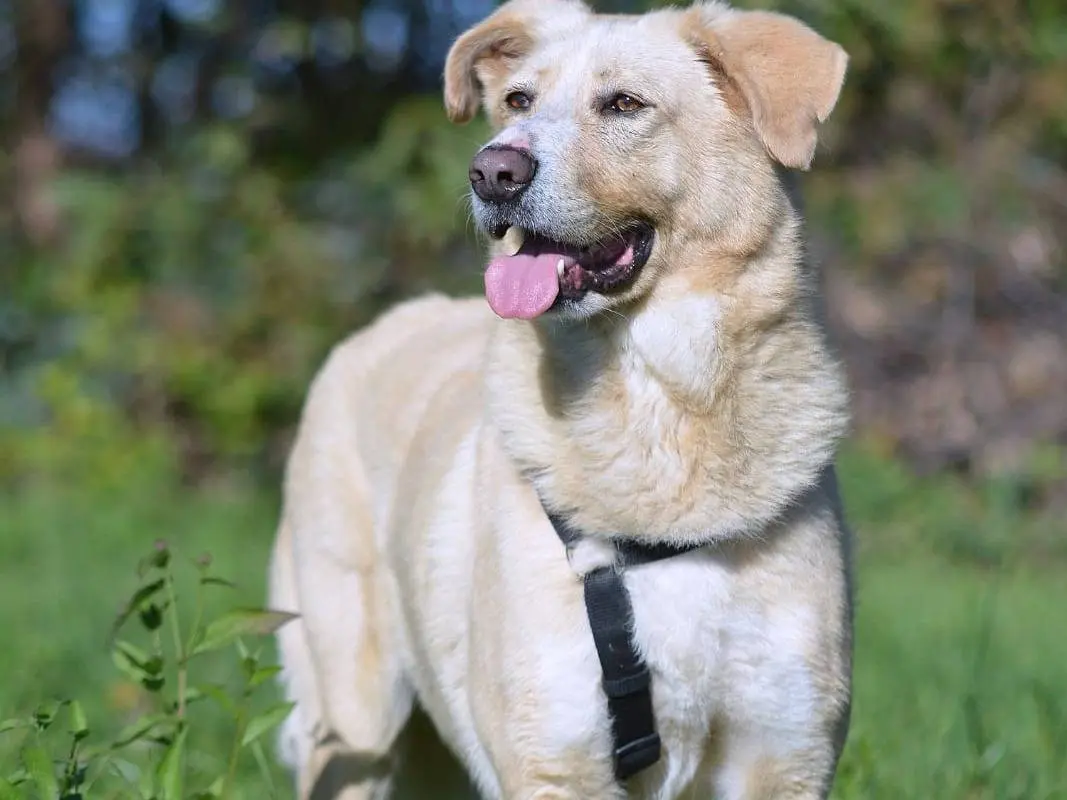 Adotta un cane, taglia media, maschio, Como