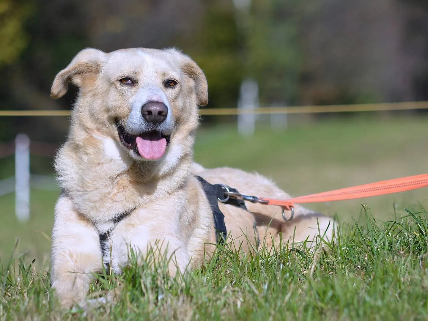 Adotta un cane, maschio, 6 anni, Como