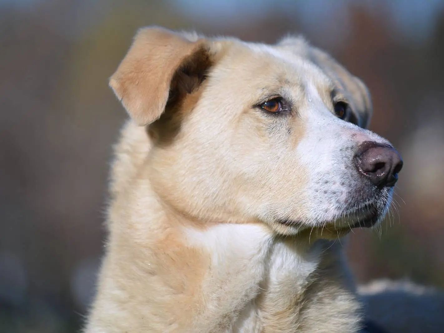 Adozione cane, maschio, Razza sconosciuta Razza sconosciuta, 6 anni, taglia media, Como