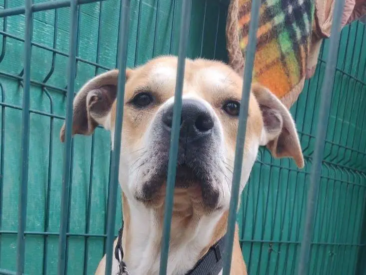 Adozione cane, maschio, Pitbull Pitbull, 4 anni e 8 mesi, taglia grande, Genova