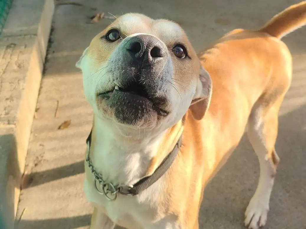 Adotta un cane, maschio, 4 anni e 8 mesi, Genova