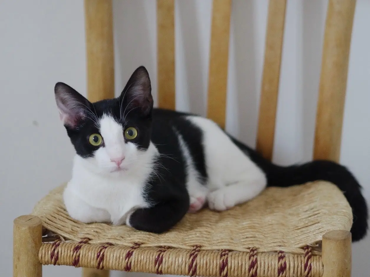 Adozione gatto, maschio, Razza sconosciuta Razza sconosciuta, 1 anno e 6 mesi, taglia non valida, Bari
