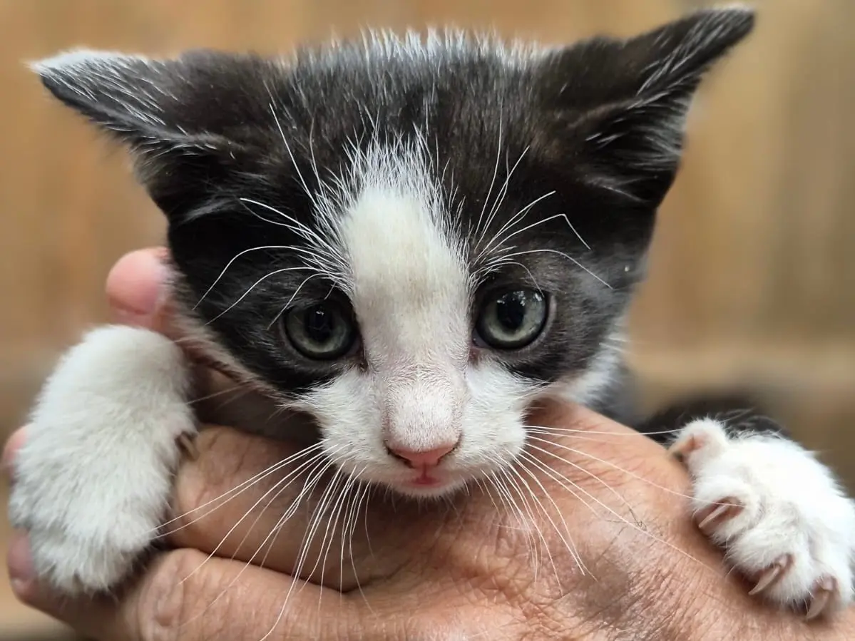 Adotta un gatto, maschio, 1 anno e 6 mesi, Bari