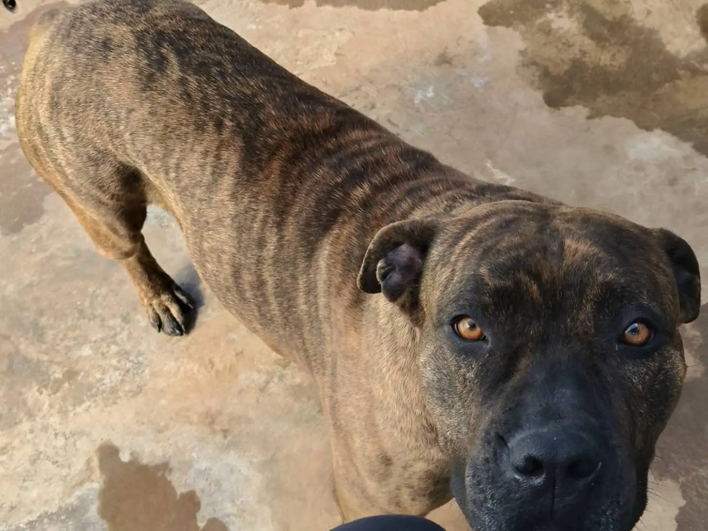 Adotta il cane Luce a Bari