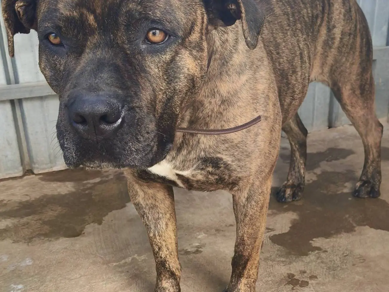Adotta un cane, femmina, 3 anni e 6 mesi, Bari