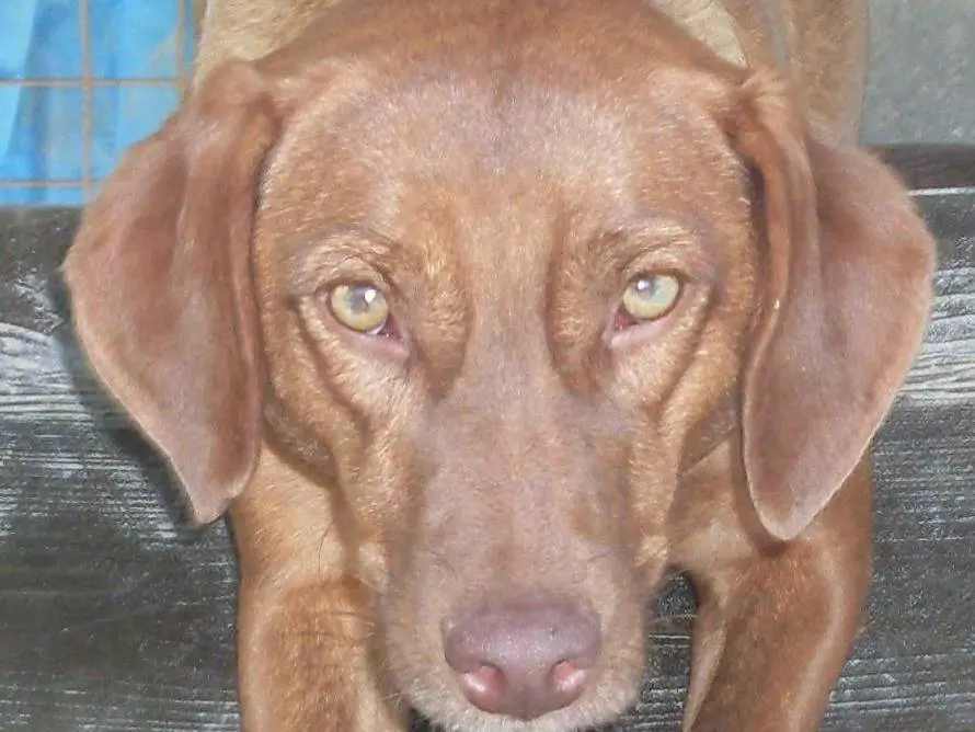Adozione cane, femmina, meticcio, 14 anni e 8 mesi, taglia media, Messina