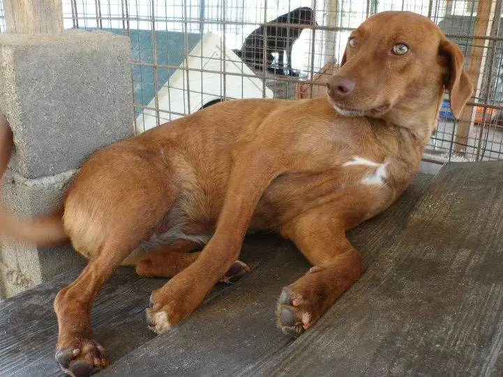 Adotta un cane, femmina, 14 anni e 8 mesi, Messina