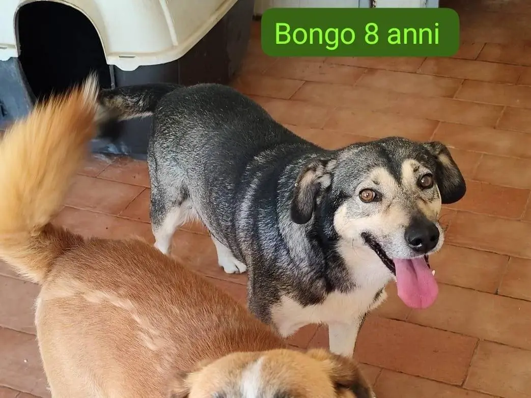 Foto 2 dell'animale