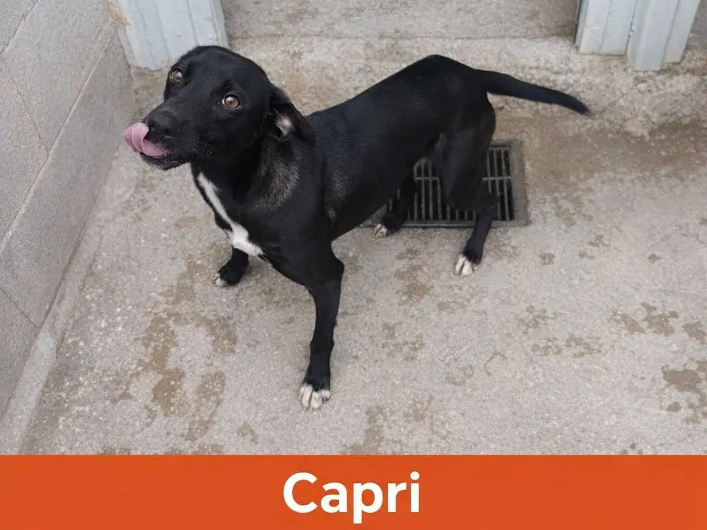 Adotta un cane, maschio, 1 anno e 7 mesi, Avellino
