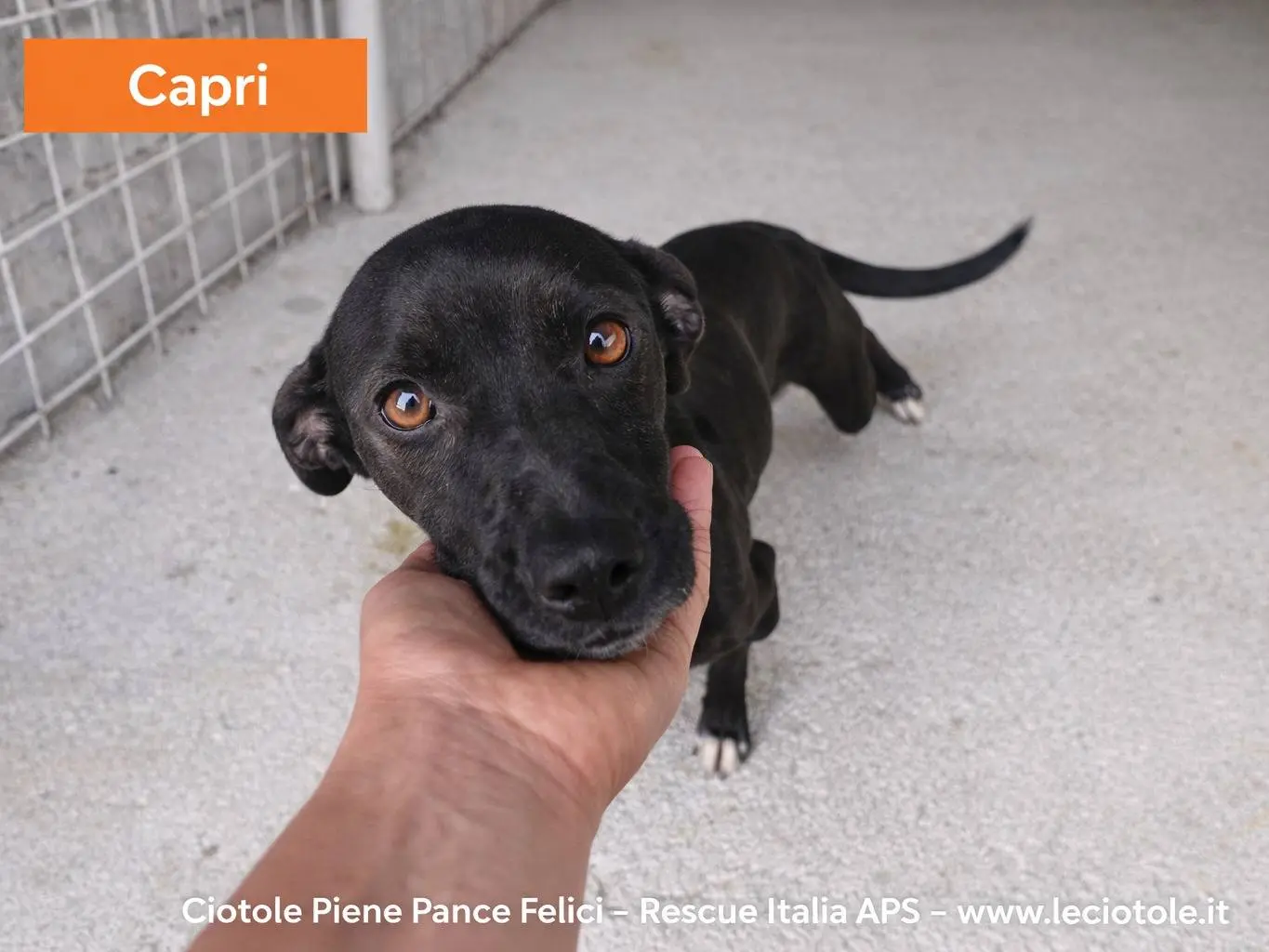 Adozione cane, maschio, Razza sconosciuta Razza sconosciuta, 1 anno e 7 mesi, taglia media, Avellino
