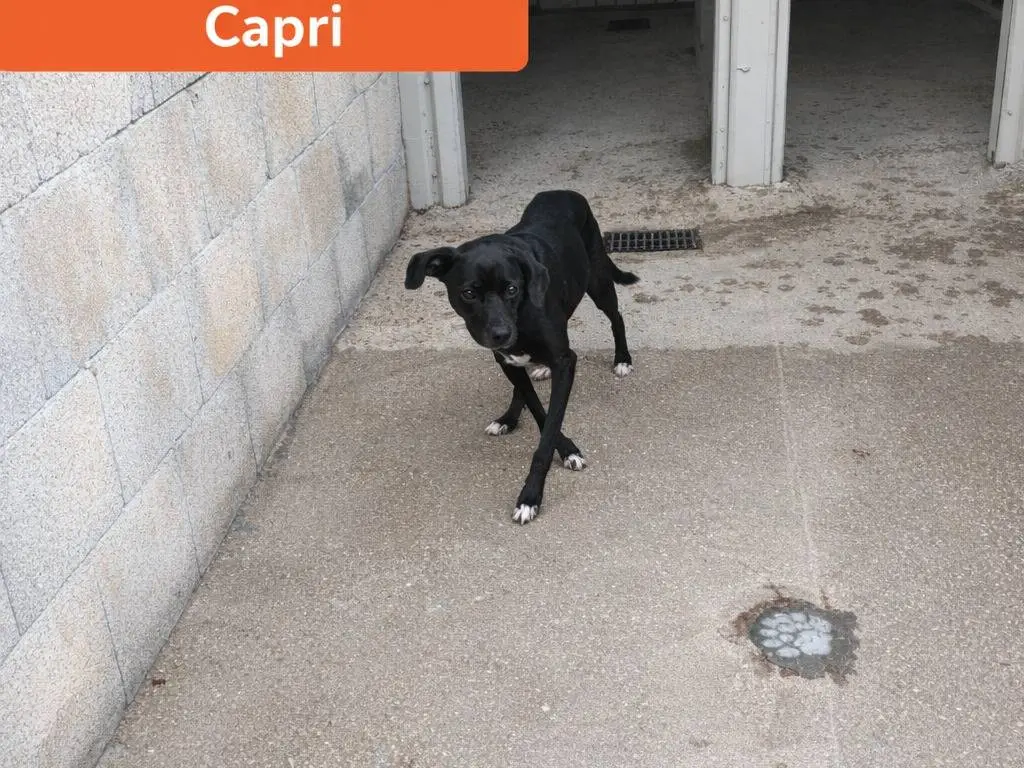 Adotta un cane, taglia media, maschio, Avellino