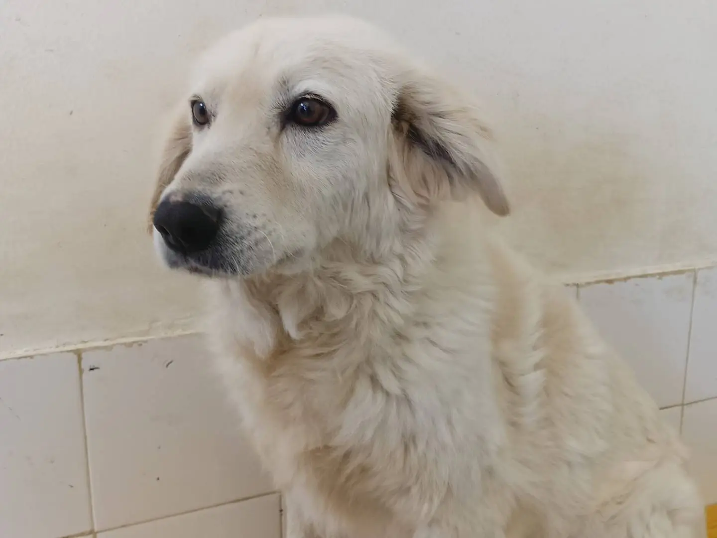 Adotta il cane Fortuna a Crotone