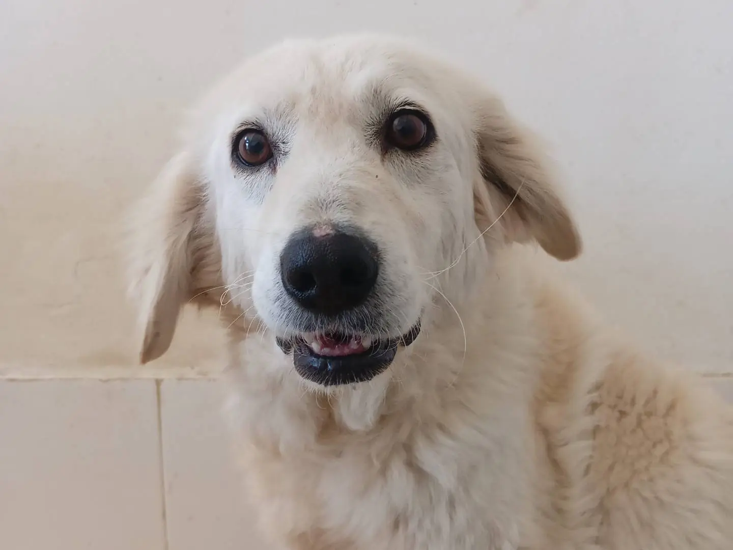 Adotta un cane, femmina, 2 anni e 4 mesi, Crotone