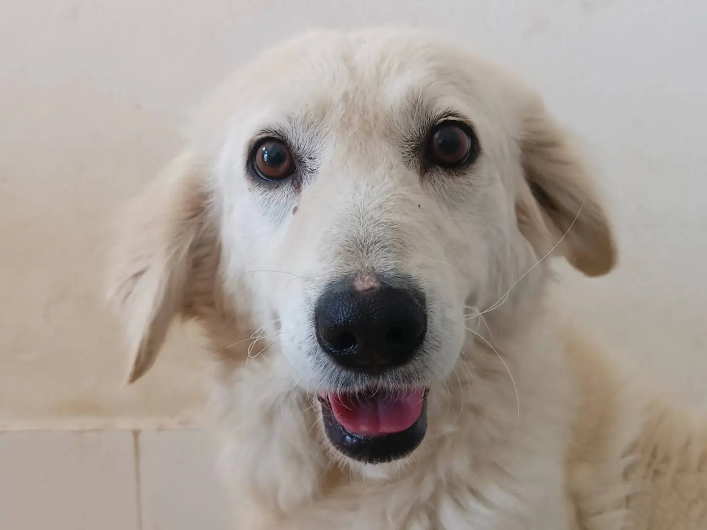 Adozione cane, femmina, Razza sconosciuta Razza sconosciuta, 2 anni e 4 mesi, taglia media, Crotone