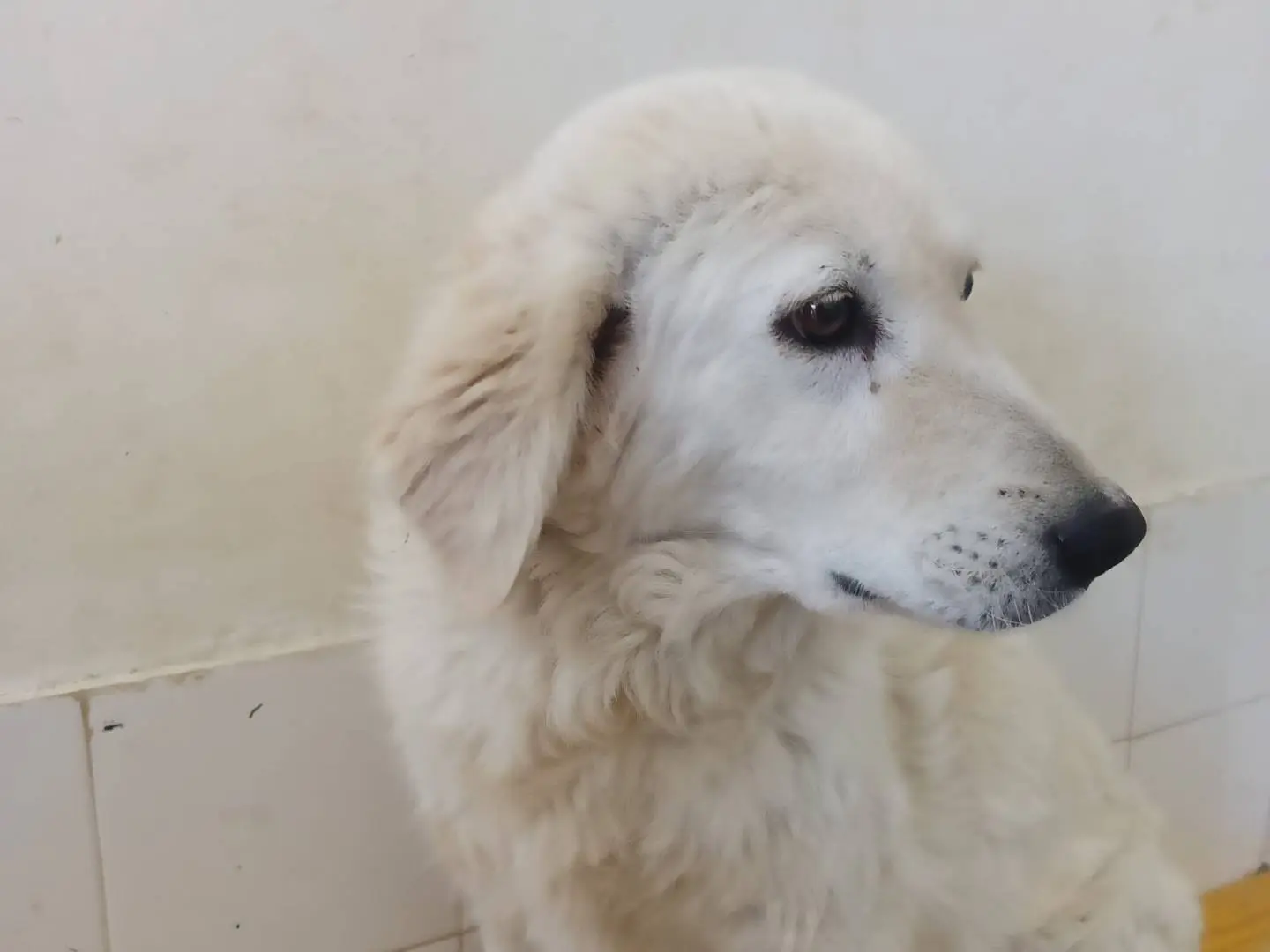 Vuoi adottare un cane a Crotone?