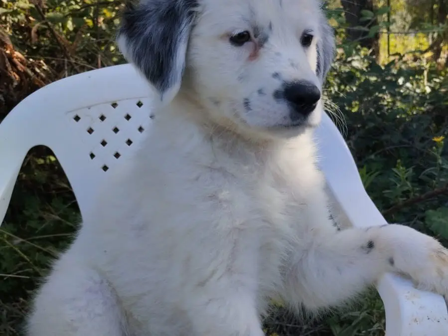 Vuoi adottare un cane a Vibo?