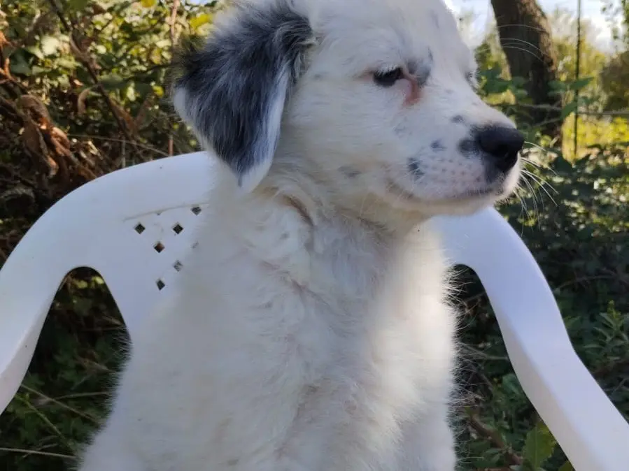 Adotta il cane Pluto a Vibo