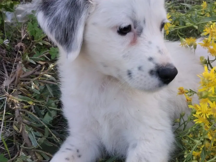 Adotta un cane, taglia media, maschio, Vibo
