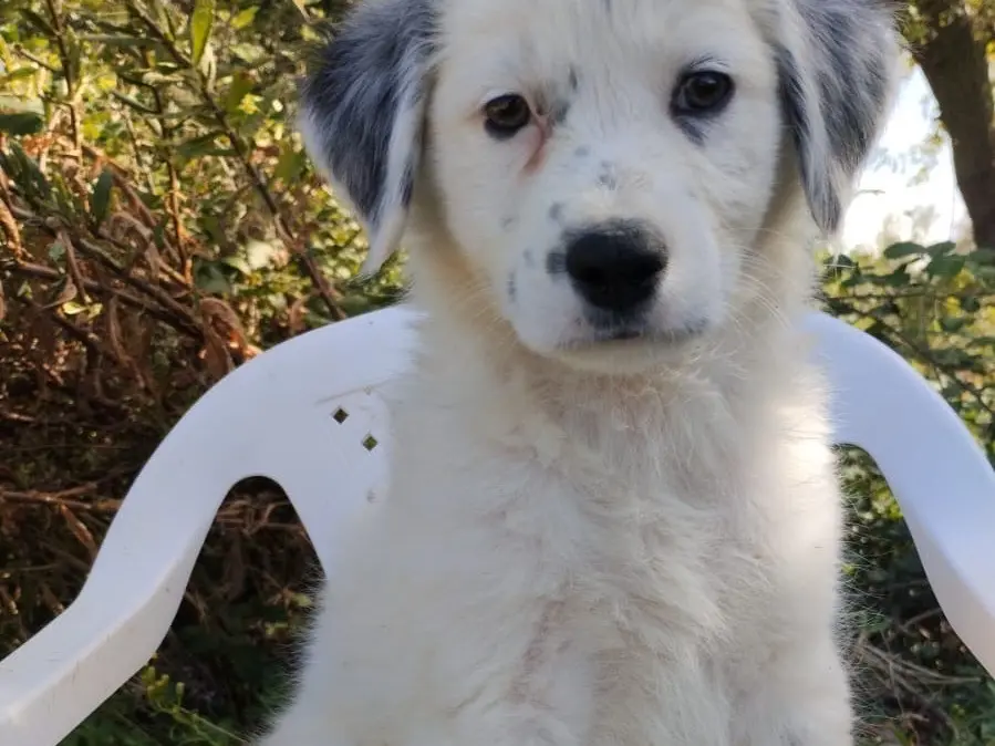 Adozione cane, maschio, Razza sconosciuta Razza sconosciuta, 3 mesi, taglia media, Vibo