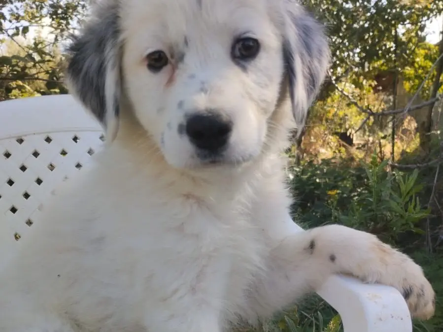 Adotta un cane, maschio, 3 mesi, Vibo
