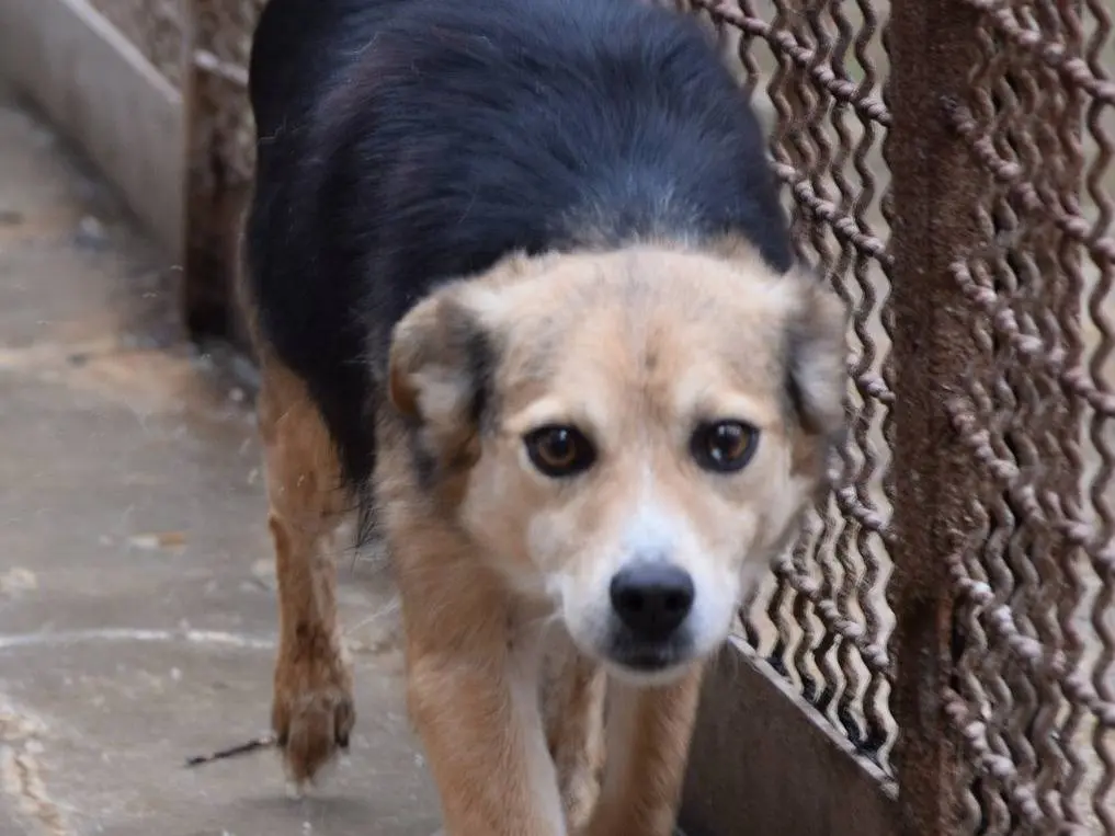 Adozione cane, femmina, Razza sconosciuta Razza sconosciuta, 7 anni, taglia media contenuta, Chieti
