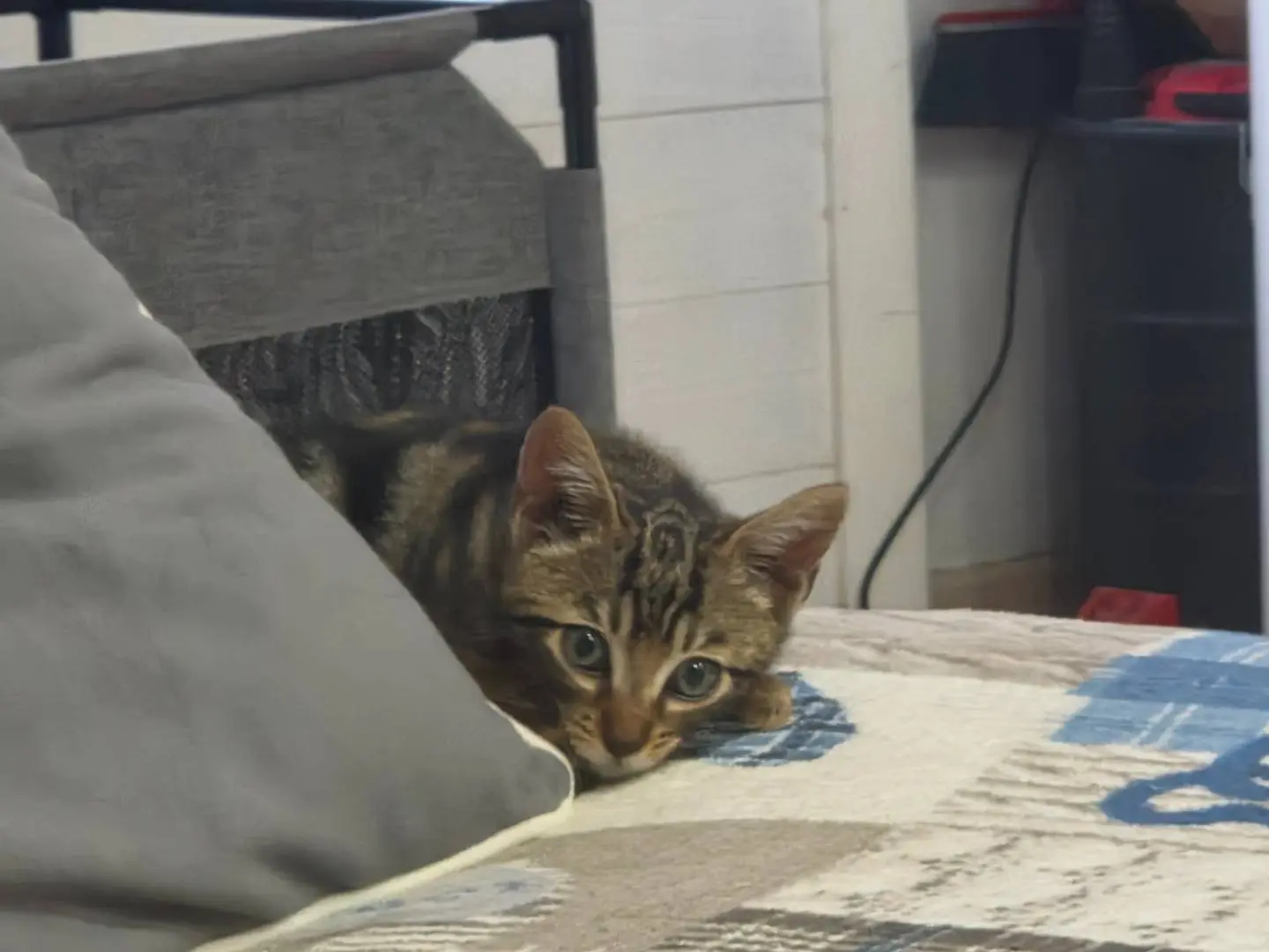 Adozione gatto, maschio, Razza sconosciuta Razza sconosciuta, 2 mesi, taglia non valida, Livorno