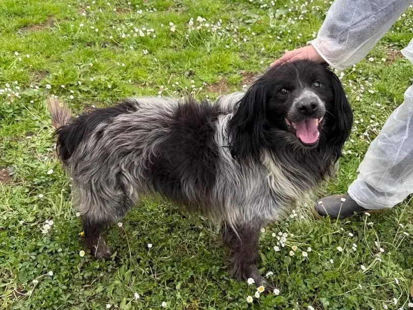 Adozione cane, maschio, Razza sconosciuta Razza sconosciuta, 9 anni e 11 mesi, taglia media contenuta, Viterbo