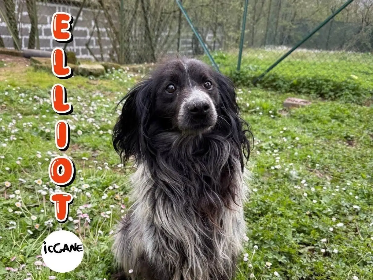 Adotta un cane, maschio, 9 anni e 11 mesi, Viterbo