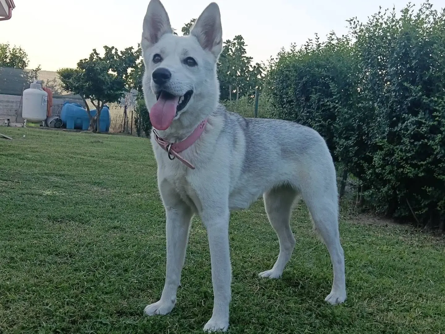 Adozione cane, femmina, Razza sconosciuta Razza sconosciuta, 1 anno e 6 mesi, taglia media, Parma