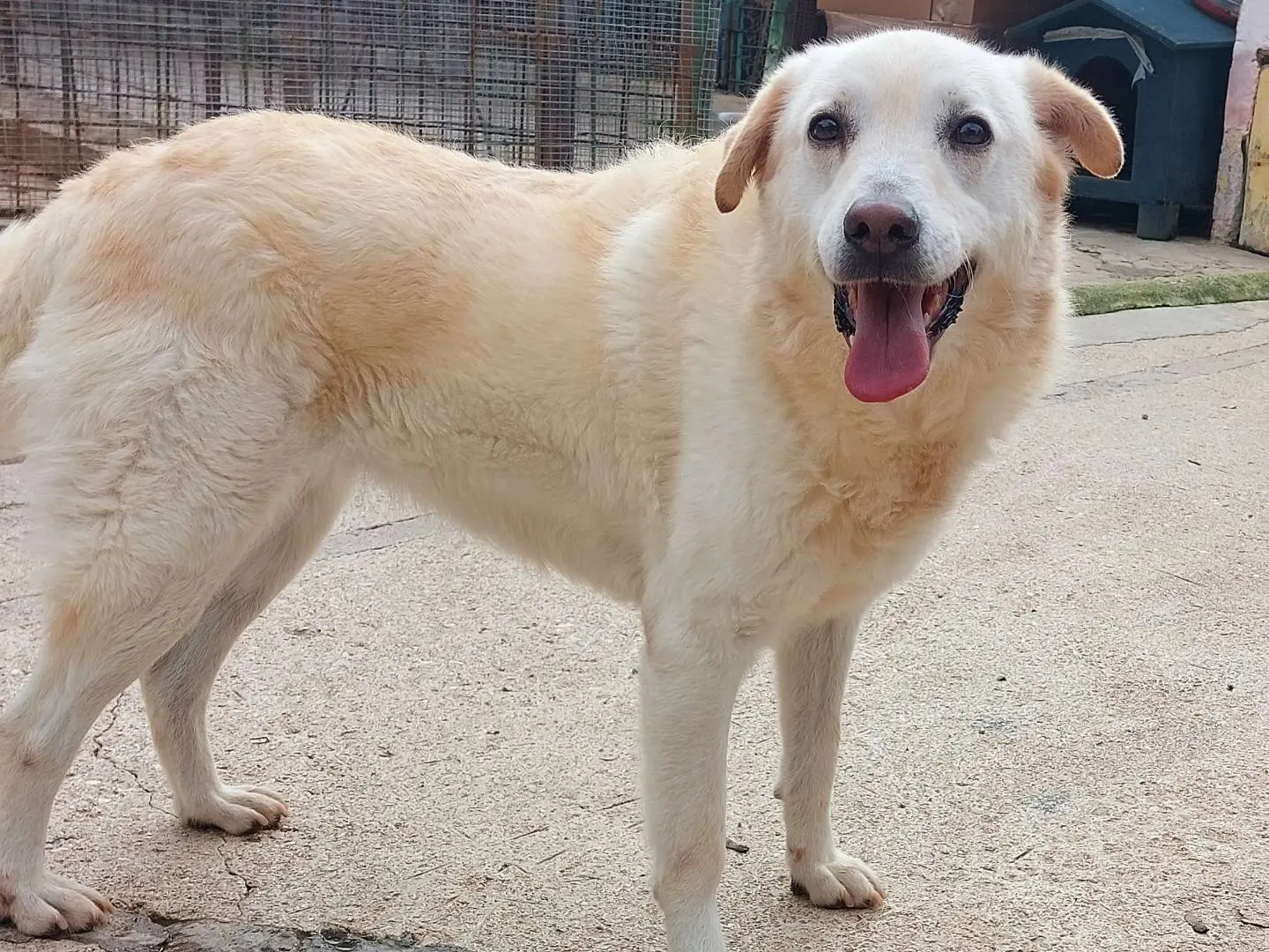 Adotta un cane, femmina, 7 anni e 8 mesi, Campobasso