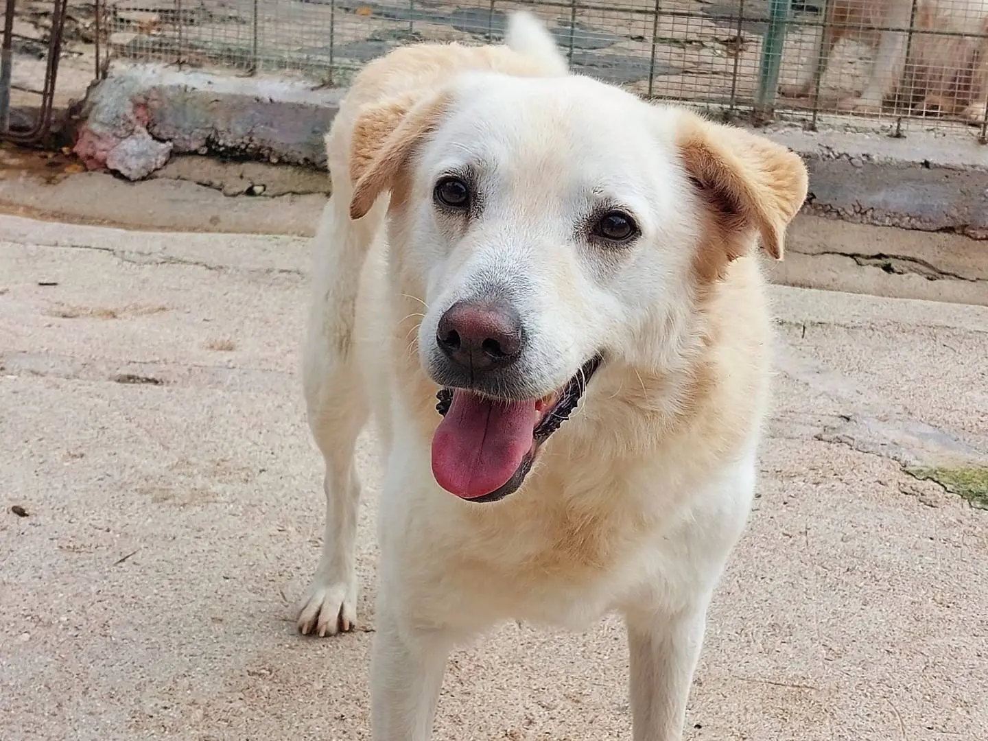 Adozione cane, femmina, Razza sconosciuta Razza sconosciuta, 7 anni e 8 mesi, taglia media, Campobasso