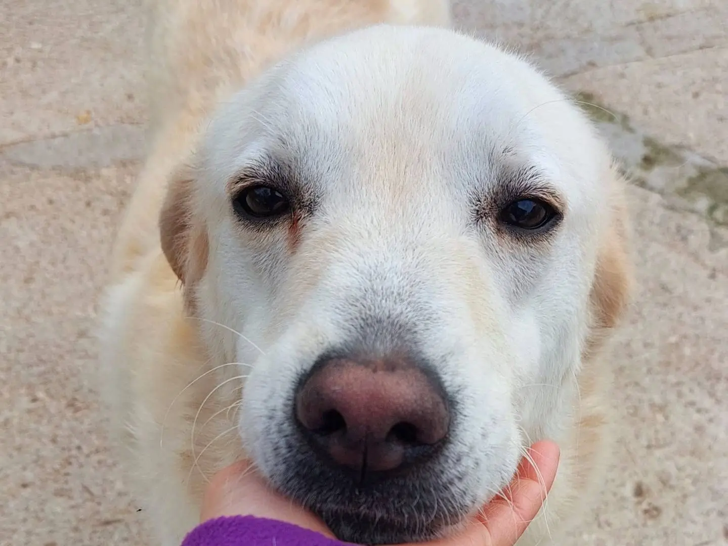 Adotta un cane, taglia media, femmina, Campobasso