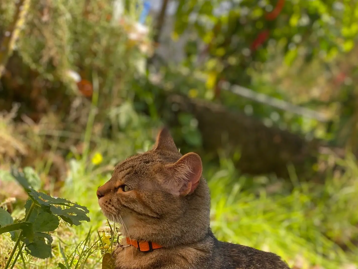 Adozione gatto, femmina, Razza sconosciuta Razza sconosciuta, 2 anni e 2 mesi, taglia non valida, Torino