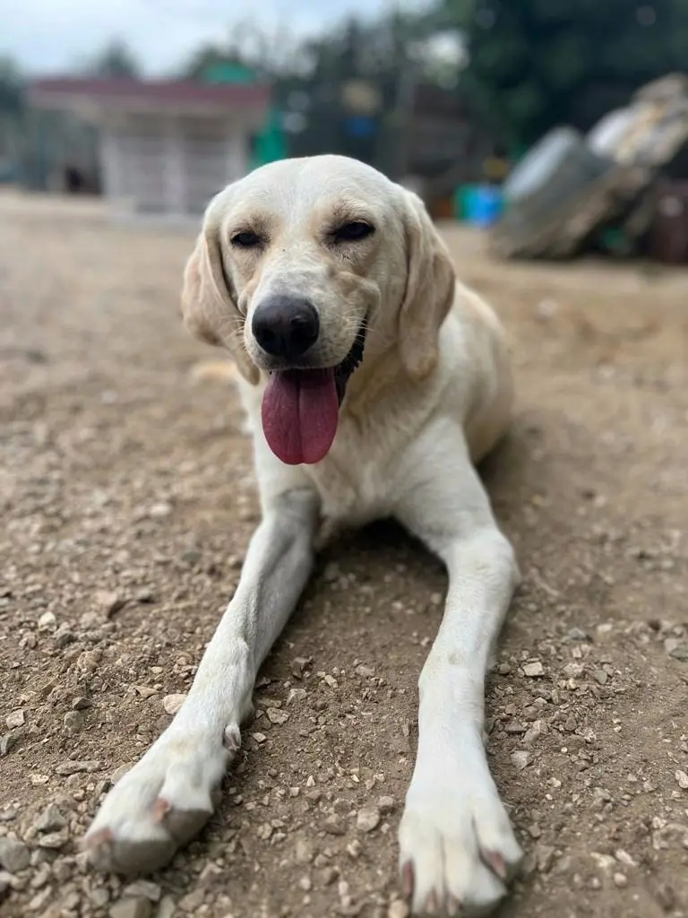Adozione cane, femmina, meticcio, 7 anni e 9 mesi, taglia media, Chieti