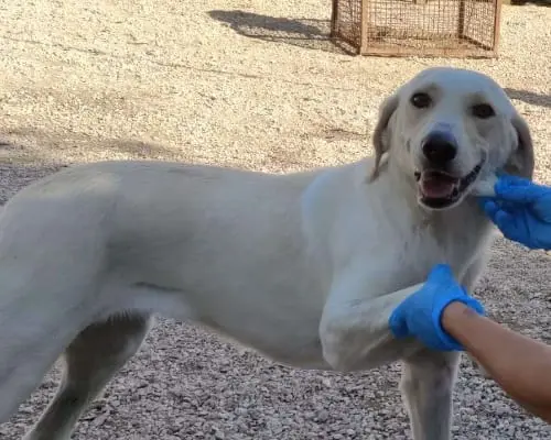 Adotta un cane, taglia media, femmina, Chieti