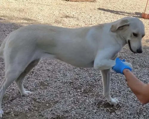 Adotta un cane, femmina, 7 anni e 9 mesi, Chieti