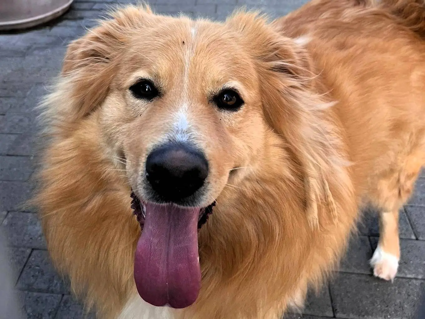 Adozione cane, maschio, Razza sconosciuta Razza sconosciuta, 3 anni e 9 mesi, taglia media, Milano